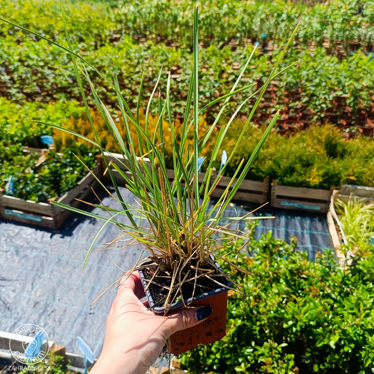 Obrázok Ostrevka dlhosteblová (Sesleria heufleriana) ‘BLUE PORCUPINE’® - kont. P9/P11